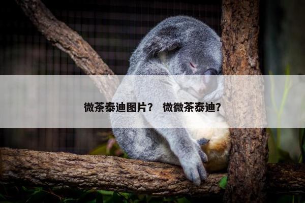 微茶泰迪图片？ 微微茶泰迪？