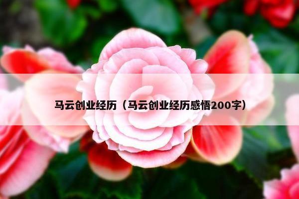 马云创业经历（马云创业经历感悟200字）