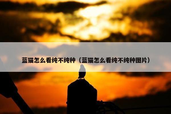 蓝猫怎么看纯不纯种（蓝猫怎么看纯不纯种图片）