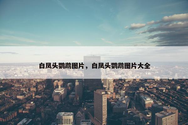 白凤头鹦鹉图片，白凤头鹦鹉图片大全