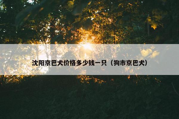 沈阳京巴犬价格多少钱一只（狗市京巴犬）