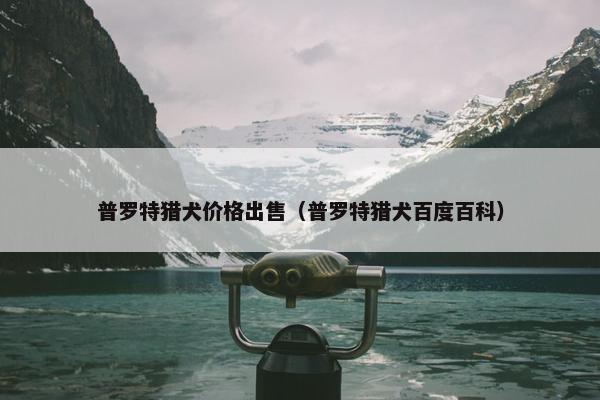 普罗特猎犬价格出售（普罗特猎犬百度百科）