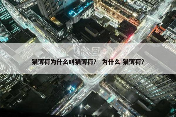 猫薄荷为什么叫猫薄荷？ 为什么 猫薄荷？