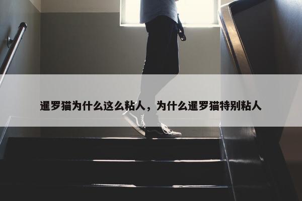 暹罗猫为什么这么粘人，为什么暹罗猫特别粘人