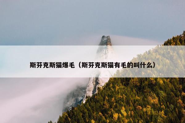 斯芬克斯猫爆毛（斯芬克斯猫有毛的叫什么）