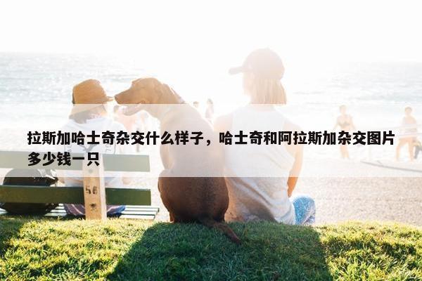 拉斯加哈士奇杂交什么样子，哈士奇和阿拉斯加杂交图片多少钱一只