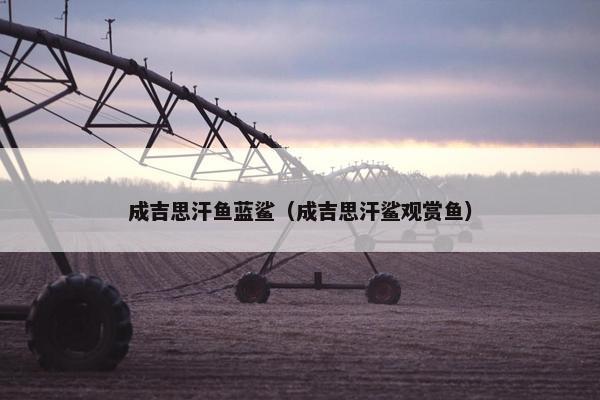 成吉思汗鱼蓝鲨（成吉思汗鲨观赏鱼）