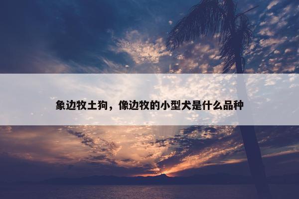 象边牧土狗，像边牧的小型犬是什么品种