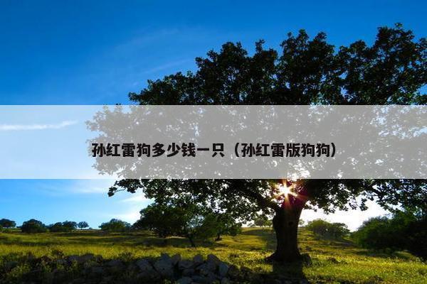孙红雷狗多少钱一只（孙红雷版狗狗）