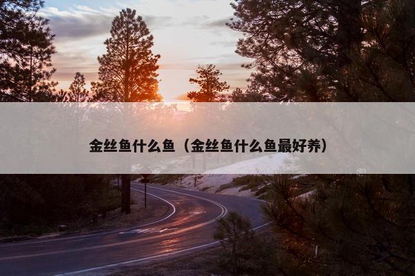 金丝鱼什么鱼（金丝鱼什么鱼最好养）