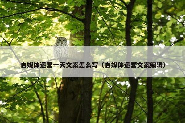 自媒体运营一天文案怎么写（自媒体运营文案编辑）