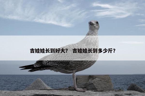 吉娃娃长到好大？ 吉娃娃长到多少斤？