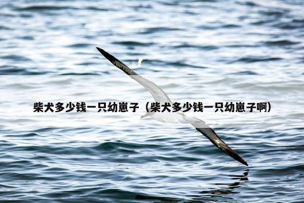 柴犬多少钱一只幼崽子（柴犬多少钱一只幼崽子啊）