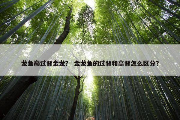 龙鱼巅过背金龙？ 金龙鱼的过背和高背怎么区分？
