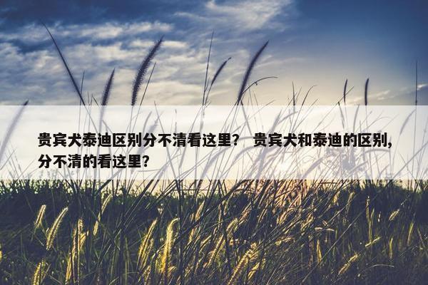 贵宾犬泰迪区别分不清看这里？ 贵宾犬和泰迪的区别,分不清的看这里？