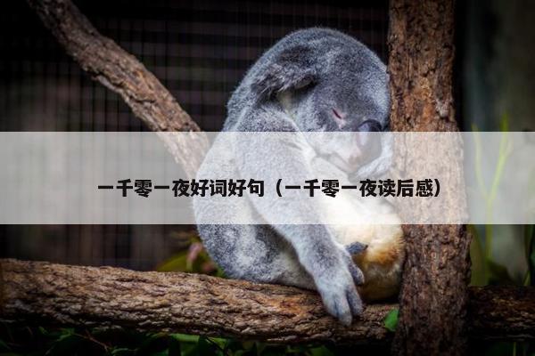 一千零一夜好词好句（一千零一夜读后感）