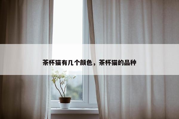 茶杯猫有几个颜色，茶杯猫的品种