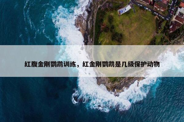 红腹金刚鹦鹉训练，红金刚鹦鹉是几级保护动物