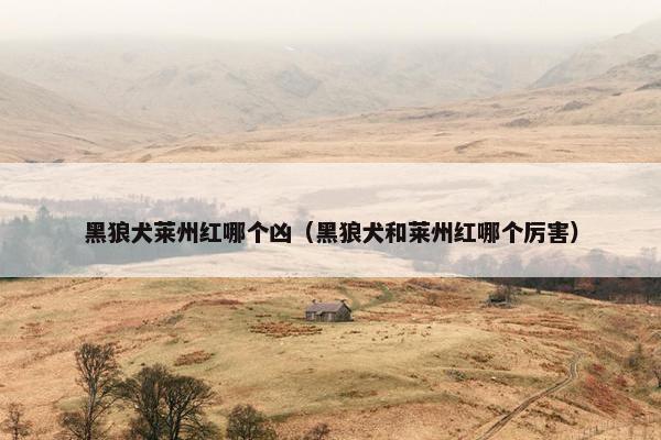 黑狼犬莱州红哪个凶（黑狼犬和莱州红哪个厉害）