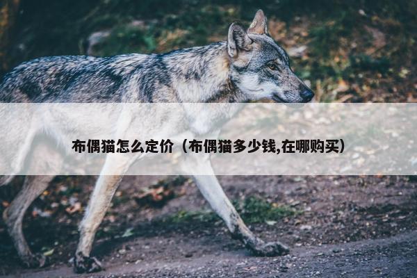 布偶猫怎么定价（布偶猫多少钱,在哪购买）