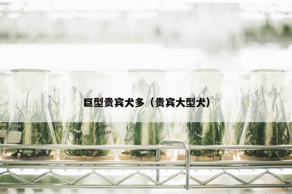 巨型贵宾犬多（贵宾大型犬）