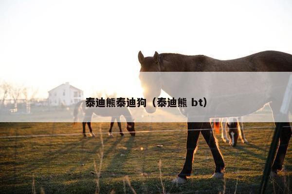 泰迪熊泰迪狗（泰迪熊 bt）