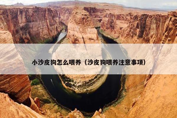 小沙皮狗怎么喂养（沙皮狗喂养注意事项）