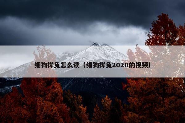 细狗撵兔怎么读（细狗撵兔2020的视频）