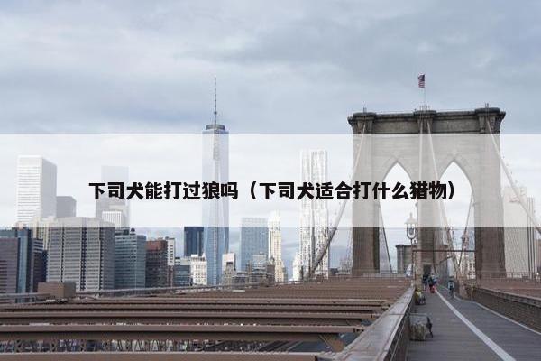 下司犬能打过狼吗（下司犬适合打什么猎物）
