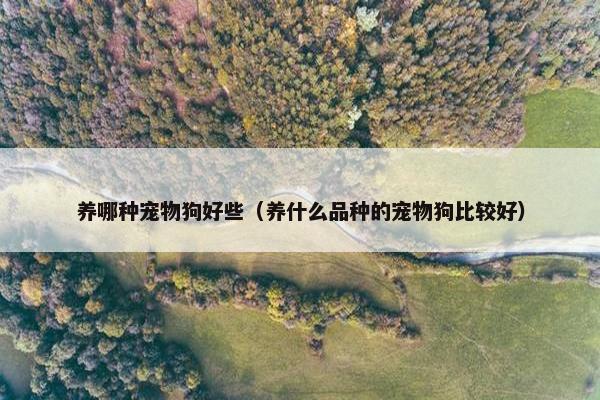 养哪种宠物狗好些（养什么品种的宠物狗比较好）