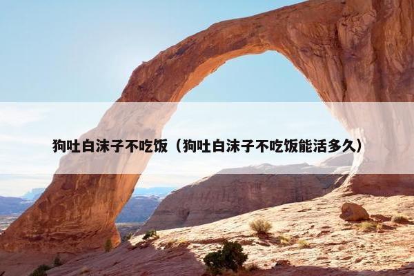 狗吐白沫子不吃饭（狗吐白沫子不吃饭能活多久）