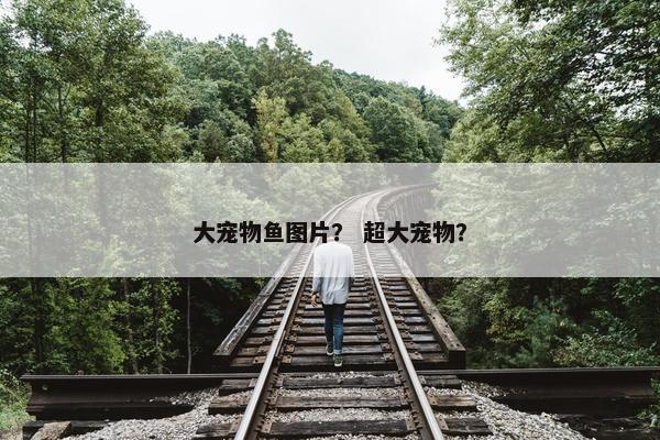 大宠物鱼图片？ 超大宠物？