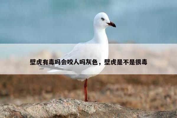 壁虎有毒吗会咬人吗灰色，壁虎是不是很毒