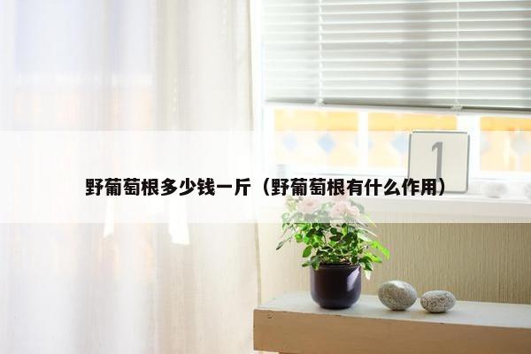 野葡萄根多少钱一斤（野葡萄根有什么作用）