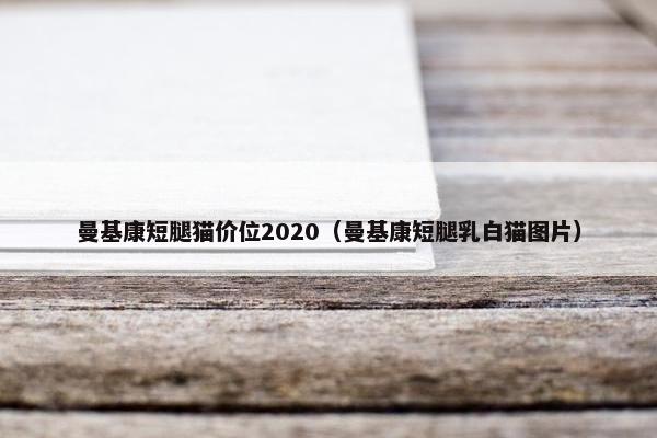 曼基康短腿猫价位2020（曼基康短腿乳白猫图片）