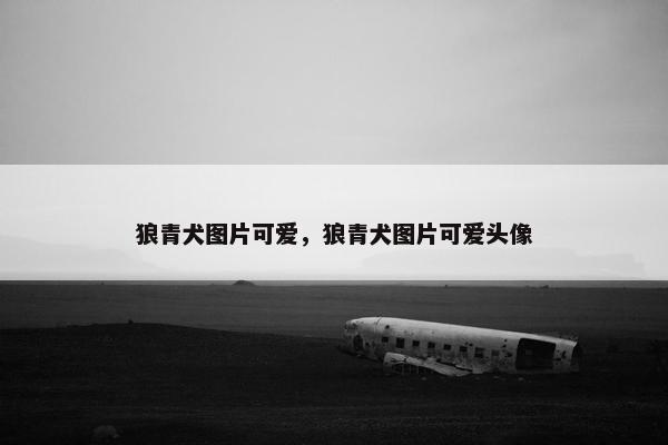 狼青犬图片可爱，狼青犬图片可爱头像