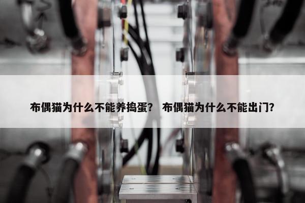 布偶猫为什么不能养捣蛋？ 布偶猫为什么不能出门？