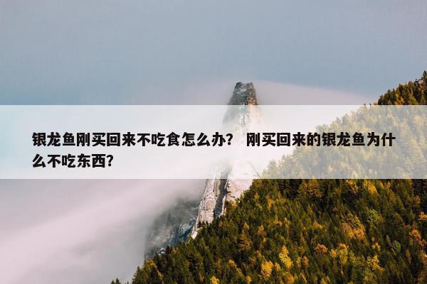 银龙鱼刚买回来不吃食怎么办？ 刚买回来的银龙鱼为什么不吃东西？