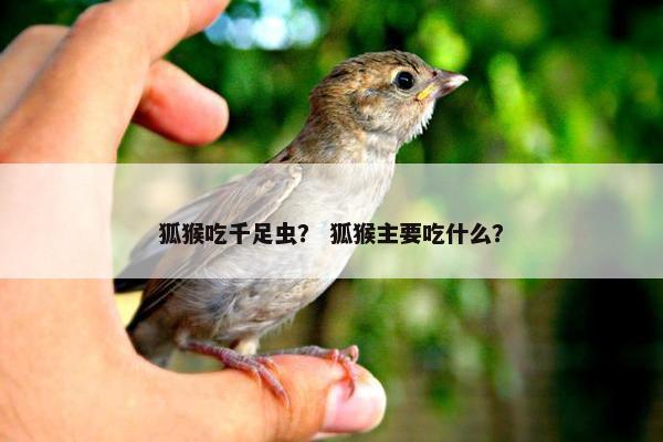 狐猴吃千足虫？ 狐猴主要吃什么？