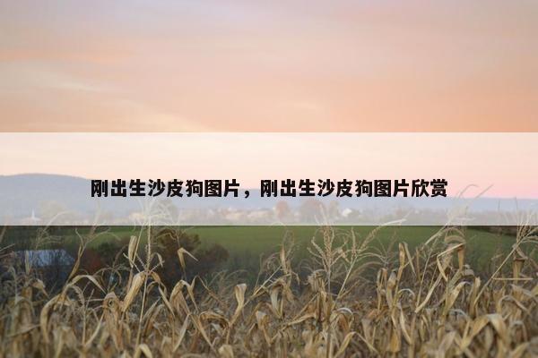 刚出生沙皮狗图片，刚出生沙皮狗图片欣赏