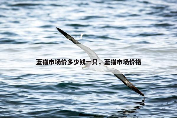 蓝猫市场价多少钱一只，蓝猫市场价格