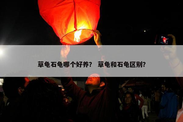 草龟石龟哪个好养? 草龟和石龟区别?