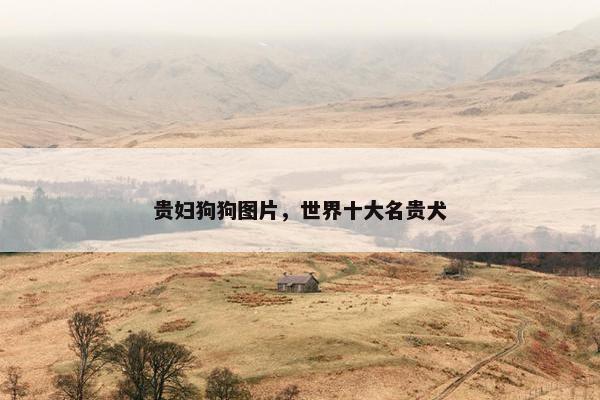 贵妇狗狗图片，世界十大名贵犬