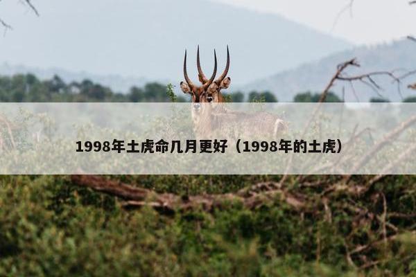 1998年土虎命几月更好（1998年的土虎）