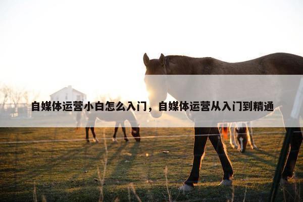 自媒体运营小白怎么入门，自媒体运营从入门到精通