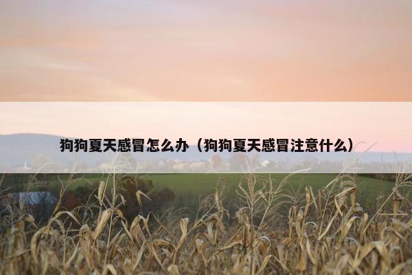 狗狗夏天感冒怎么办(狗狗夏天感冒注意什么)