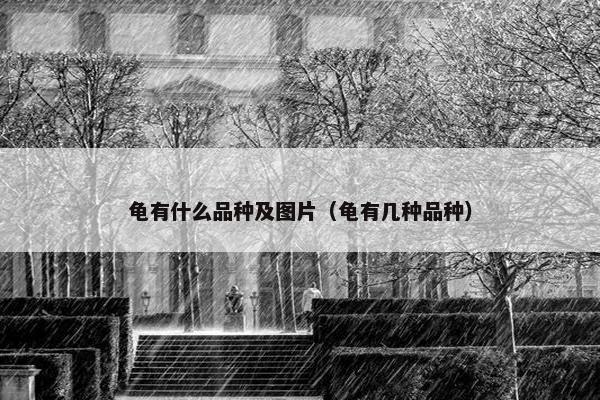 龟有什么品种及图片(龟有几种品种) 龟有什么品种及图片(龟有几种品种)