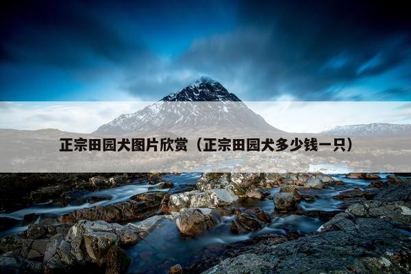 正宗田园犬图片欣赏（正宗田园犬多少钱一只）