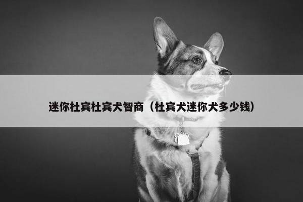 迷你杜宾杜宾犬智商（杜宾犬迷你犬多少钱）