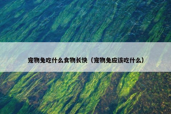 宠物兔吃什么食物长快（宠物兔应该吃什么）